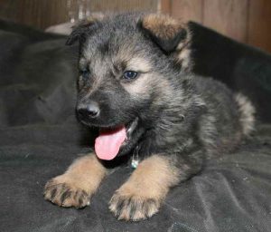 German Shepherd Puppies For Sale In Az