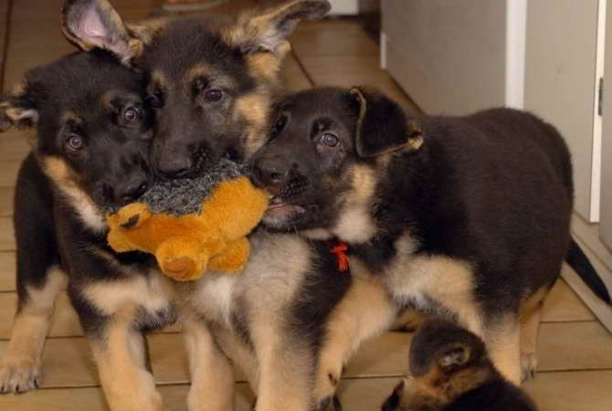 German Shepherd Puppies For Sale In Bakersfield