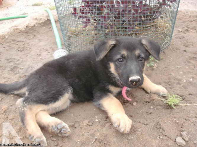 German Shepherd Puppies For Sale In Colorado
