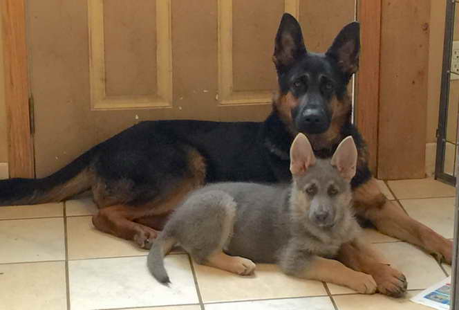 German Shepherd Puppies For Sale In Florida Ebay