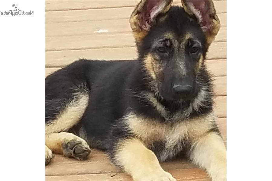 German Shepherd Puppies For Sale In Fort Worth Texas