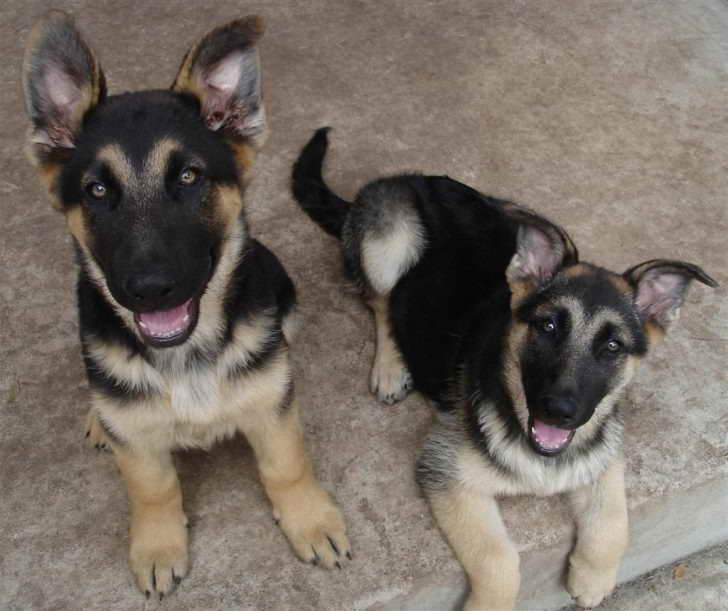 German Shepherd Puppies For Sale In Fresno Ca
