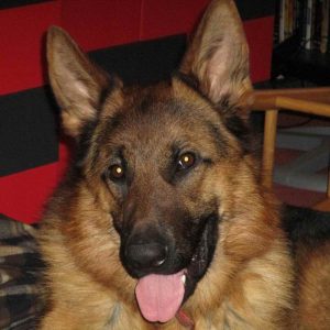 German Shepherd Puppies For Sale In Grand Rapids Michigan