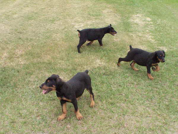 German Shepherd Puppies For Sale In Greensboro Nc