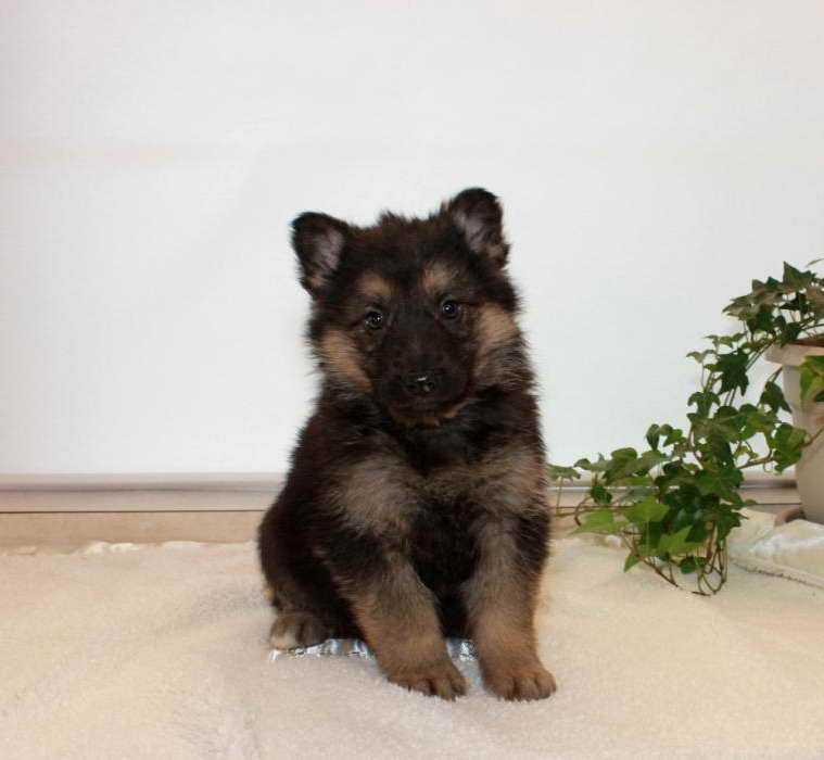 German Shepherd Puppies For Sale In Idaho