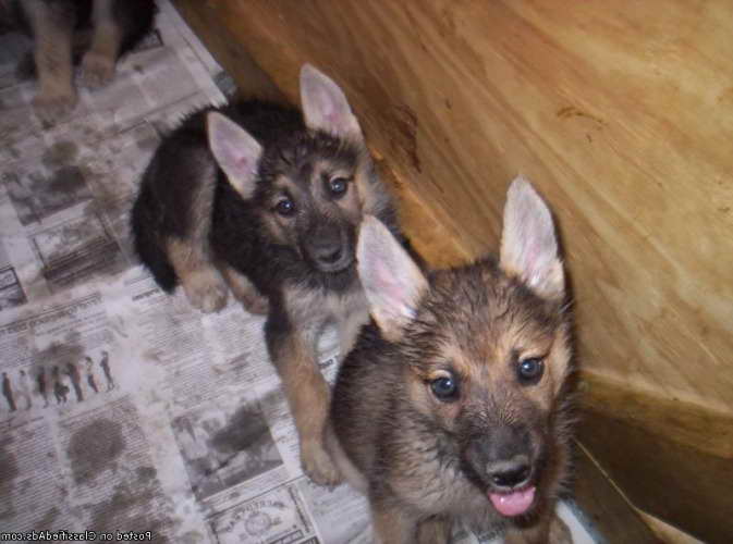 German Shepherd Puppies For Sale In Indiana