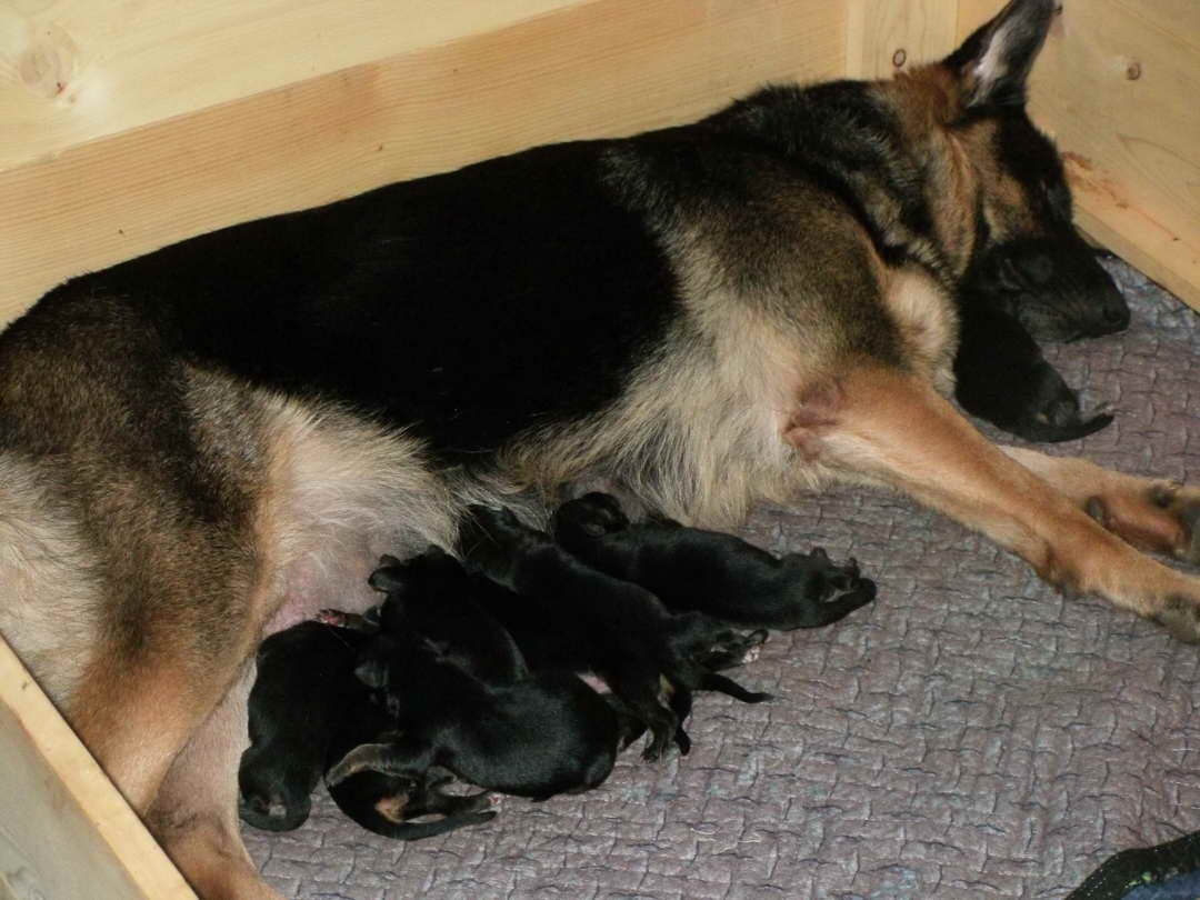 German Shepherd Puppies For Sale In Kentucky