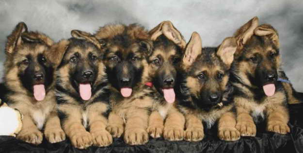German Shepherd Puppies For Sale In Las Vegas