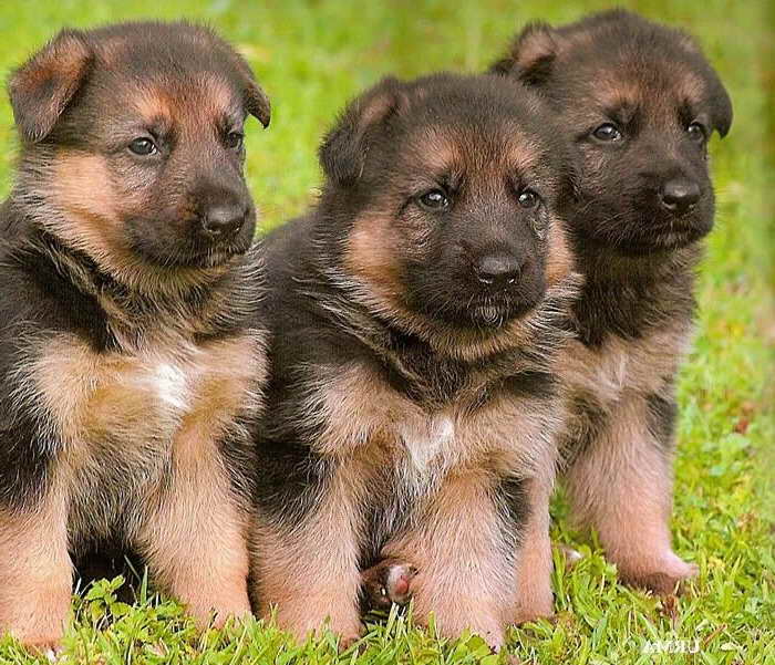 German Shepherd Puppies For Sale In Long Island