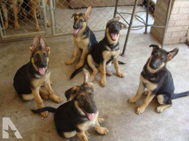 German Shepherd Puppies For Sale In Mcallen Texas