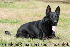 German Shepherd Puppies For Sale In Md