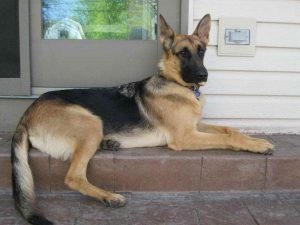 German Shepherd Puppies For Sale In Michigan