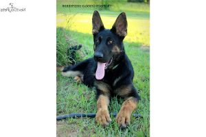 German Shepherd Puppies For Sale In Monroe La