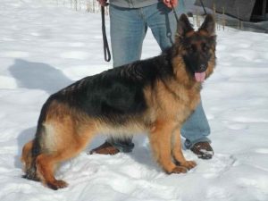 German Shepherd Puppies For Sale In Montana