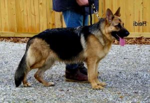 German Shepherd Puppies For Sale In Ms