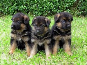 German Shepherd Puppies For Sale In Nashville Tn