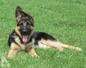 German Shepherd Puppies For Sale In Nc Raleigh