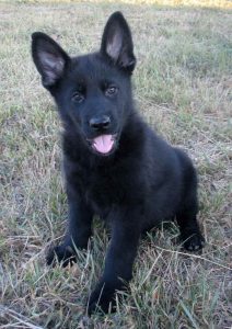 German Shepherd Puppies For Sale In Nd