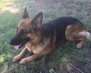 German Shepherd Puppies For Sale In Nevada