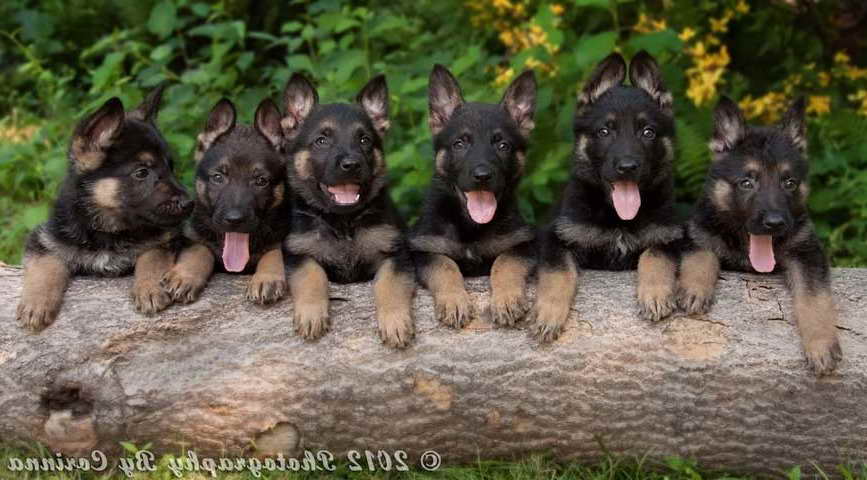 German Shepherd Puppies For Sale In New England