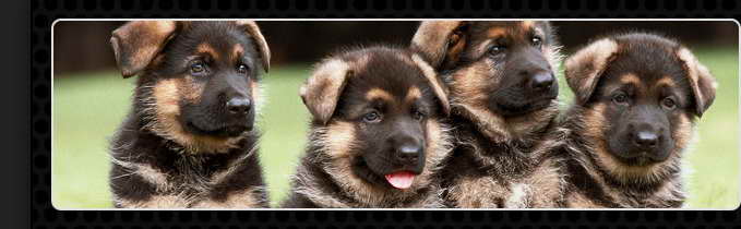German Shepherd Puppies For Sale In New Jersey
