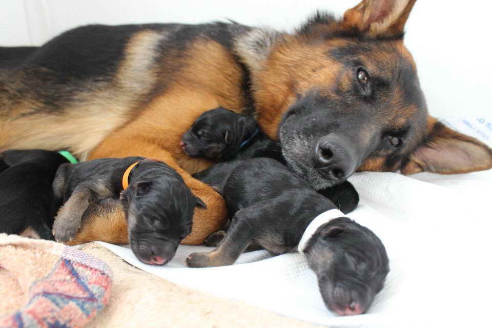 German Shepherd Puppies For Sale In New York State