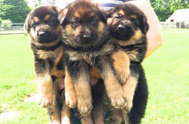 German Shepherd Puppies For Sale In New York