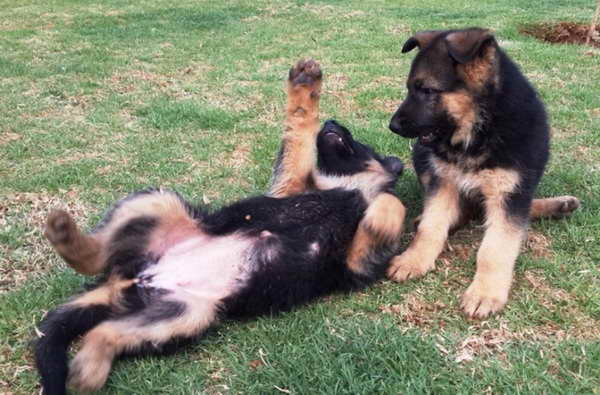 German Shepherd Puppies For Sale In North Dakota