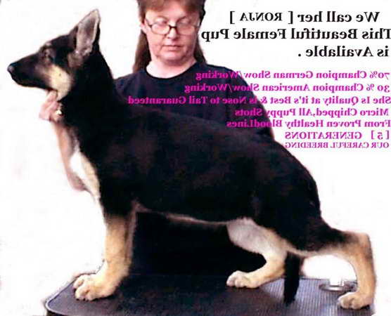 German Shepherd Puppies For Sale In Northwest Indiana ...