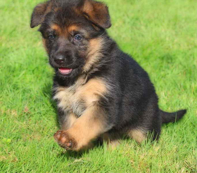 German Shepherd Puppies For Sale In Oregon