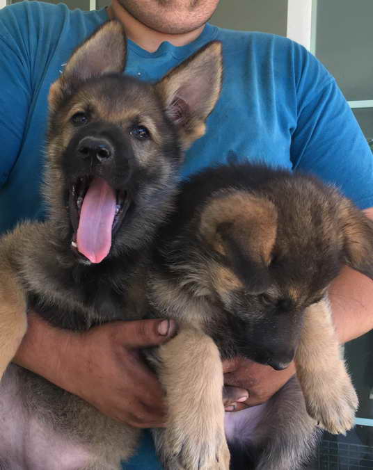 German Shepherd Puppies For Sale In Palmdale Ca