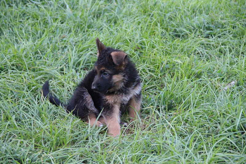 German Shepherd Puppies For Sale In Savannah Ga | PETSIDI
