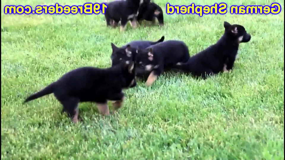 German Shepherd Puppies For Sale In South Bend Indiana