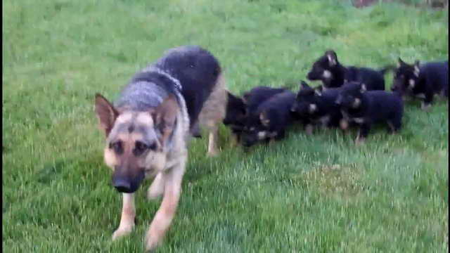 German Shepherd Puppies For Sale In South Georgia