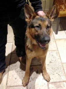 German Shepherd Puppies For Sale In South Jersey