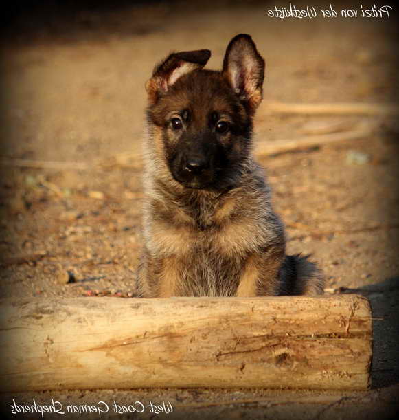 German Shepherd Puppies For Sale In Southern California