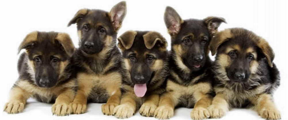 German Shepherd Puppies For Sale In Southern Illinois