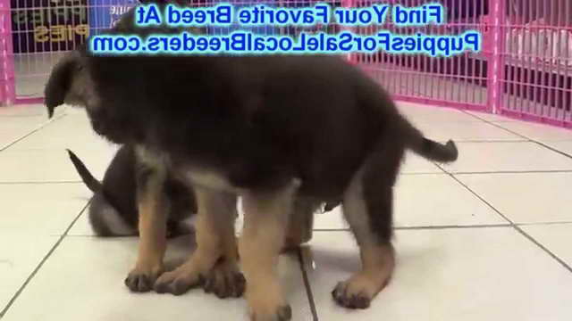 German Shepherd Puppies For Sale In Texas Craigslist | PETSIDI