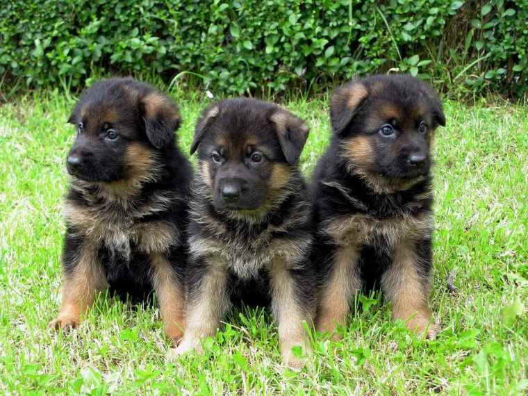 German Shepherd Puppies For Sale In Tn | PETSIDI