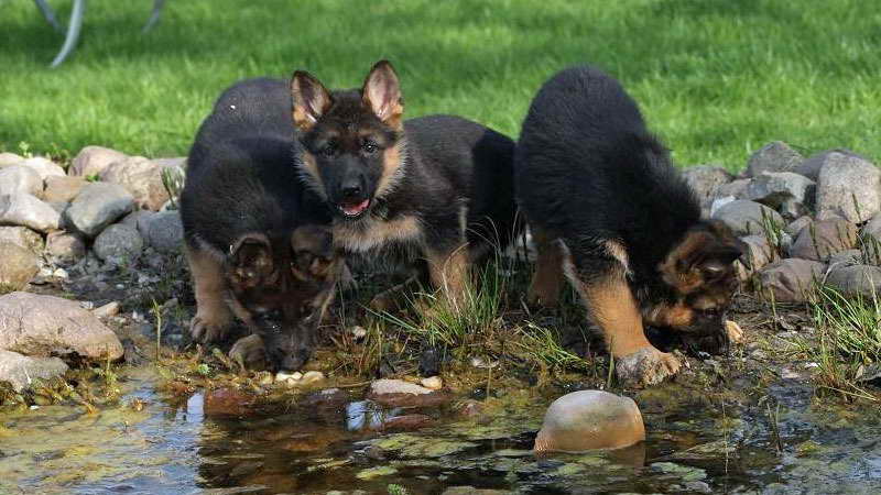 German Shepherd Puppies For Sale In Tucson