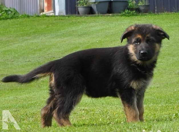 German Shepherd Puppies For Sale In Utica Ny
