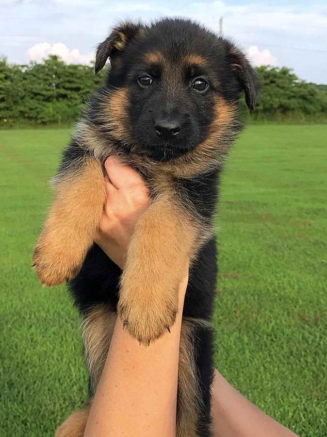 German Shepherd Puppies For Sale Indianapolis Petsidi