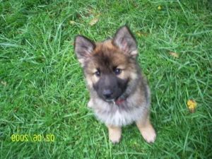 German Shepherd Puppies For Sale Jacksonville Fl