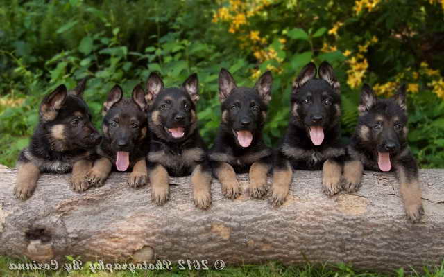 German Shepherd Puppies For Sale Massachusetts