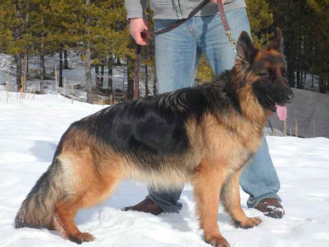 German Shepherd Puppies For Sale Montana
