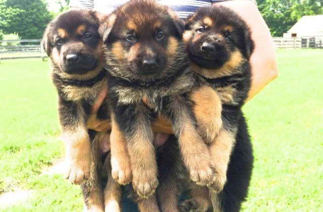 German Shepherd Puppies For Sale New York