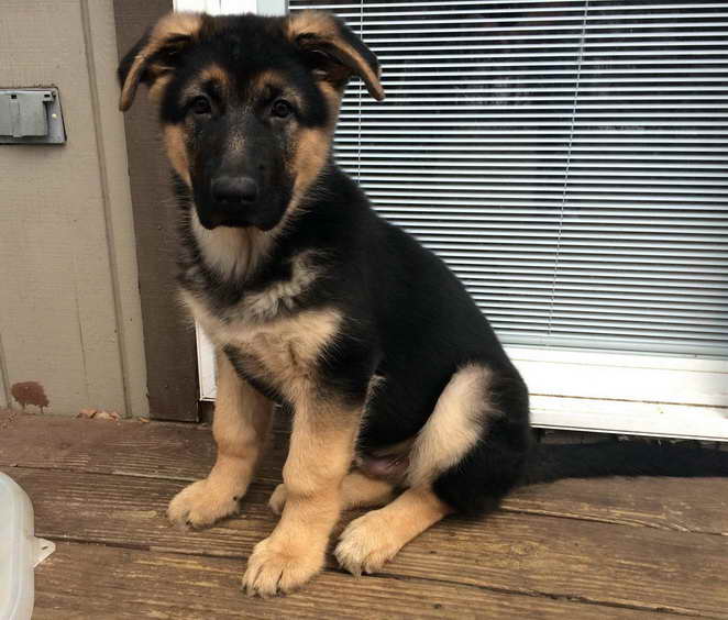 German Shepherd Puppies For Sale Nj