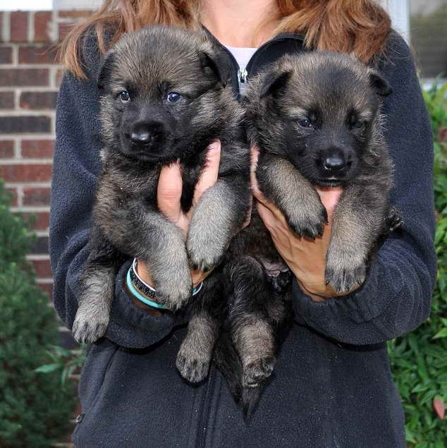 German Shepherd Puppies For Sale North Carolina