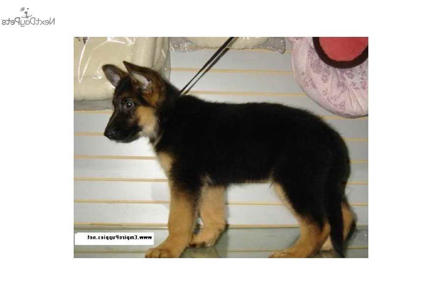 German Shepherd Puppies For Sale Ny