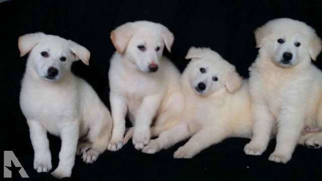 German Shepherd Puppies For Sale Orlando Fl